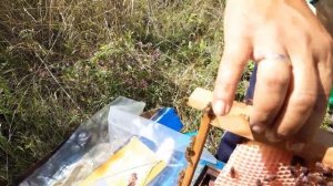 лечение пчел??? Мешотчатый расплод??? Обработка марганцовкой???