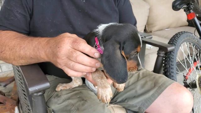 Compare collar sizes: Pocket vs 13" Standard Beagle puppy смотреть онлайн