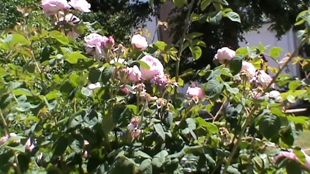 Краткое объяснение на Божественную литургию Ч.1 смотреть онлайн