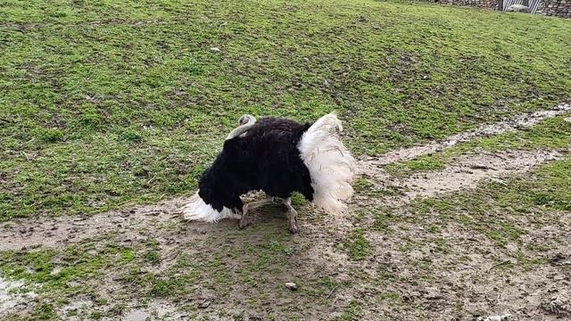 DEVE KUŞU (Struthio camelus) BURSA ZOO смотреть онлайн