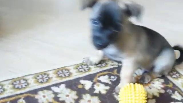 Щенок карликового пинчера и тойтерьера ищет хозяин смотреть онлайн