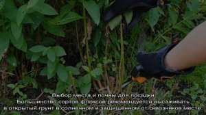 Флоксы многолетние: посадка и уход в открытом грунте