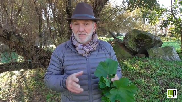 I viaggi del Piantastorie a Torre del Lago смотреть онлайн