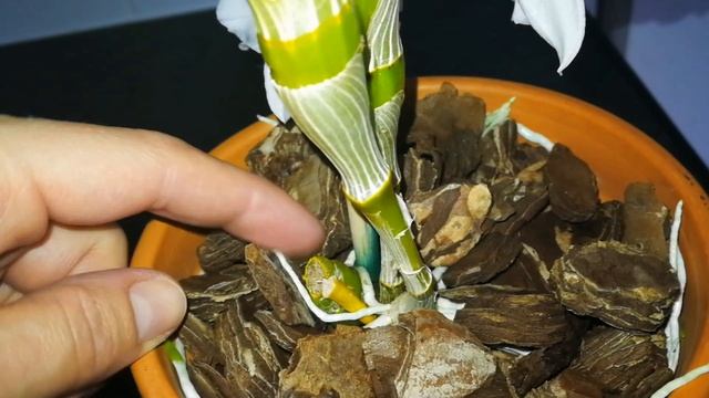 Dendrobium Nobile Spring Dream 'Apollon' смотреть онлайн