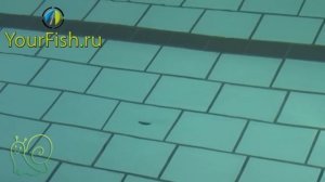 Воблер Yo-Zuri Crystal Minnow