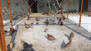 Разведение фазанов / как содержать диких фазанов / фазан охотничий / как построить фазанарий