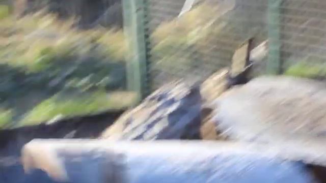 Русак Муся смотреть онлайн