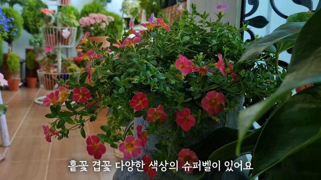 [4K]베란다에서 사계절 꽃 잘 피는 식물 추천 Best 10 (제 1부) / 가성비 좋은 실내 화초 /꽃 잘 피고 삽목도 잘되는 키우기 쉬운 식물 смотреть онлайн