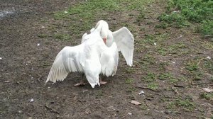 Бой гусей. схватка года (не для слабонервных)