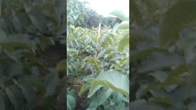 Сортоформы ореха Кочерженко. Плодовые почки. смотреть онлайн