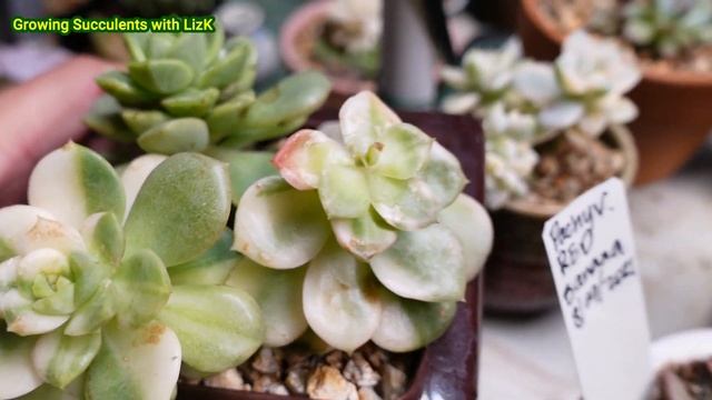 COMPLETELY WHITE Variegated Echeveria Nicksana