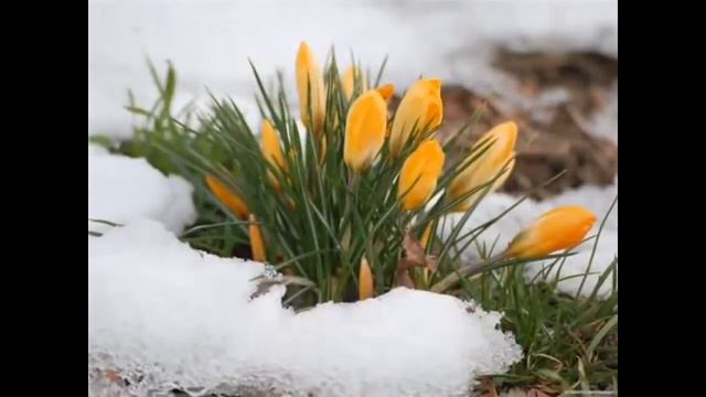 радовать 1280 720