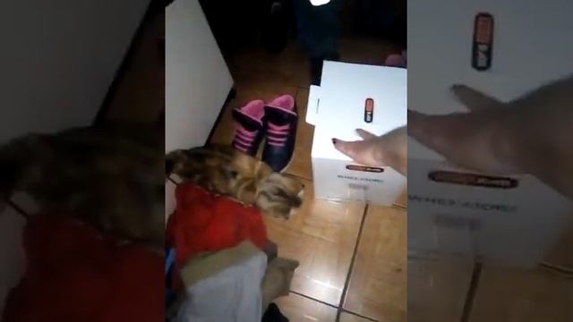 Кошка впервые увидела мышь смотреть онлайн