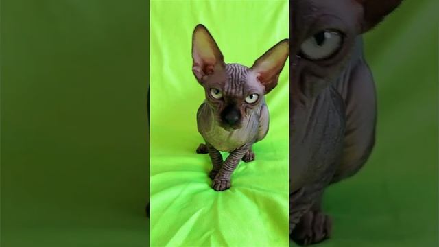 Лысая кошка Сфинкс самая популярная в tik tok vs likee смотреть онлайн