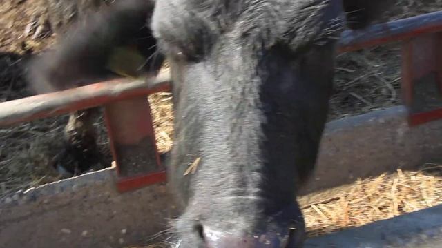 Буйволиная ферма Карпатский Буйвол (Украина, с. Олешник) смотреть онлайн