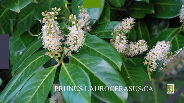 Загадочные и изысканные декоративные деревья смотреть онлайн