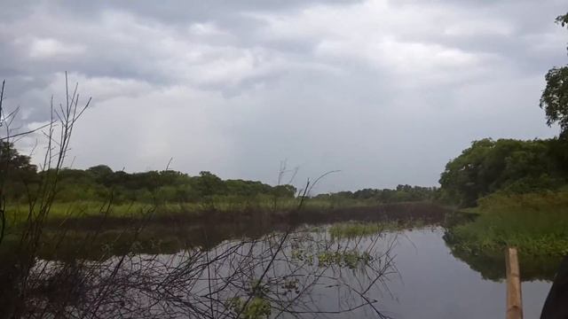 Pantanal entrando por un afluente del Rio Paraguay. смотреть онлайн