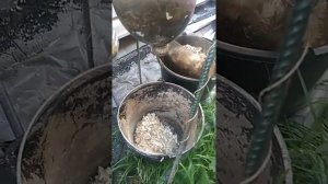 Опарыши для кур
