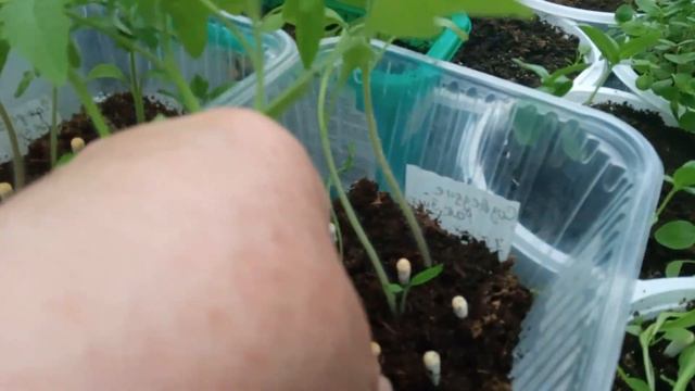 во что переваливаю большие помидоры,проблема в теплице