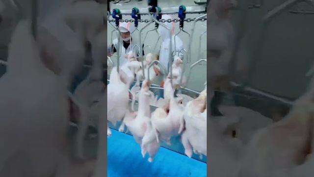 The daily operation of chicken meat processing factory смотреть онлайн