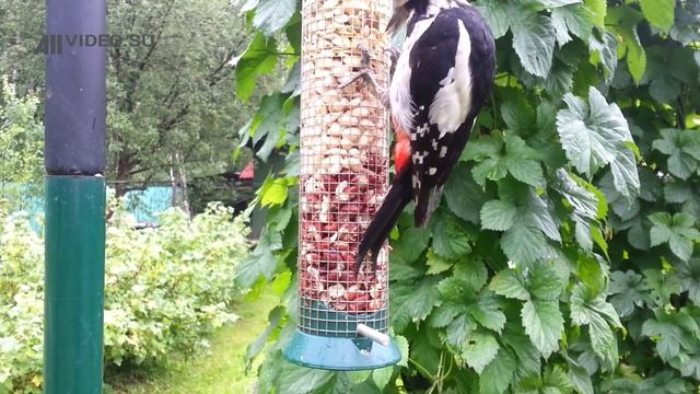 Дятел ест арахис. Woodpecker. Птицы. AllVideo. смотреть онлайн