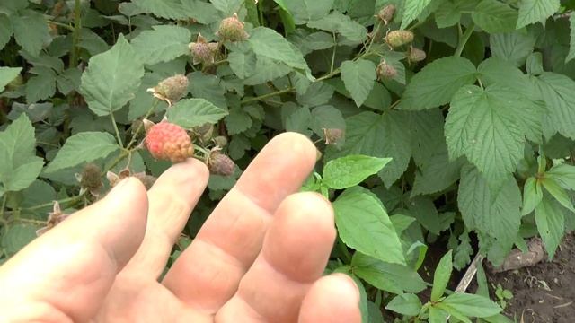 Ежемалина Медана Тайбери на даче в Приморском крае. смотреть онлайн