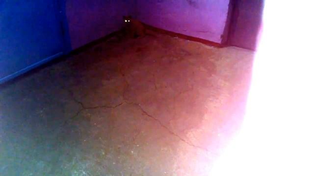 Наш рыжик.mp4