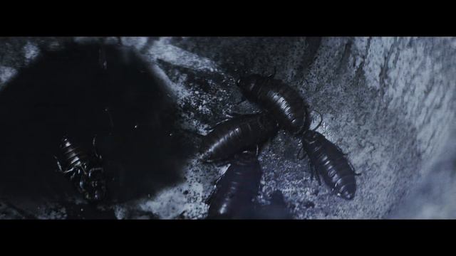 KAZAKY - CRAZY LAW (TEASER) смотреть онлайн