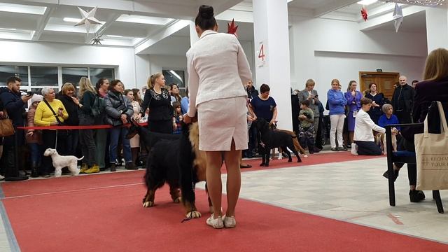 11.02.2023, СПб. Клуб "Сенсация". Выставка собак САС 2 группы FCI смотреть онлайн