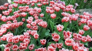 Оркестр Поля Мориа. Love story. ВЕСНЫ ЦВЕТЕНИЕ!!!