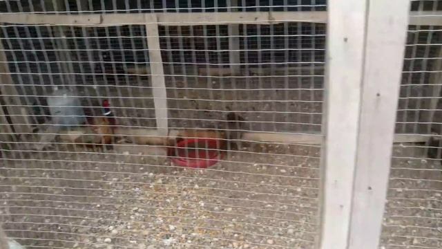 ДАГЕСТАН. РУССКИМ ЗДЕСЬ НЕЧЕМ ЗАНЯТЬСЯ. ЗАЧЕМ ПРИЕЗЖАТЬ? АВТОПУТЕШЕСТВИЕ С ЖЕНОЙ. смотреть онлайн