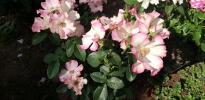 РОЗА ЛИОЛА. ОБЗОР