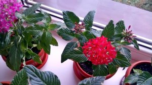 ЗАЦВЕЛ ПЕНТАС. ВЫРАЩЕННЫЙ ИЗ СЕМЯН.