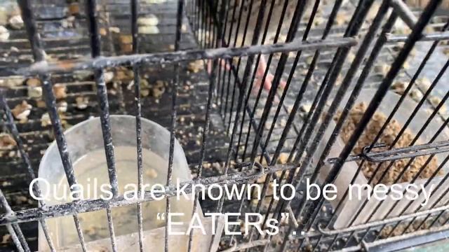 Raising chicken and quail and what you need to know. Nuôi gà và chim cút và những điều bạn cần biết смотреть онлайн