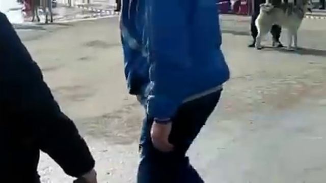 Лайма в ринге, выставка горный Алтай, Майма смотреть онлайн