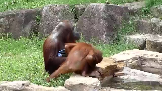 Чистоплотный орангутан смотреть онлайн