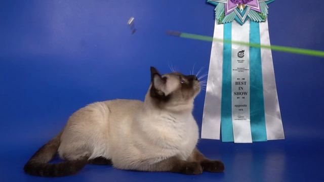 Тайский кот Whiskee Gamlet, 1 год, окрас сил-пойнт смотреть онлайн