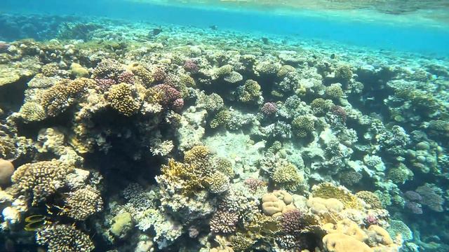 Needlefish; Рыба-игла; Tylosurus choram; Красноморский тилозур; Sharm El Sheikh; Шарм-эш-Шейх; 2023 смотреть онлайн