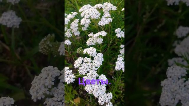 Цветы - чертополох и другие. смотреть онлайн