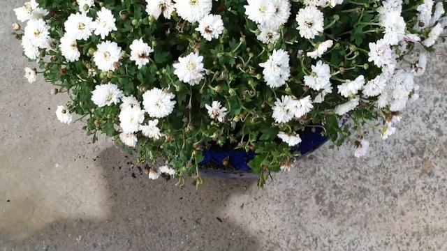 Chrysanthemum Plant 😍😍