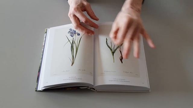 REDOUTÉ. BOOK OF FLOWERS. TASCHEN 40th ANNIVERSARY (leaf through) смотреть онлайн