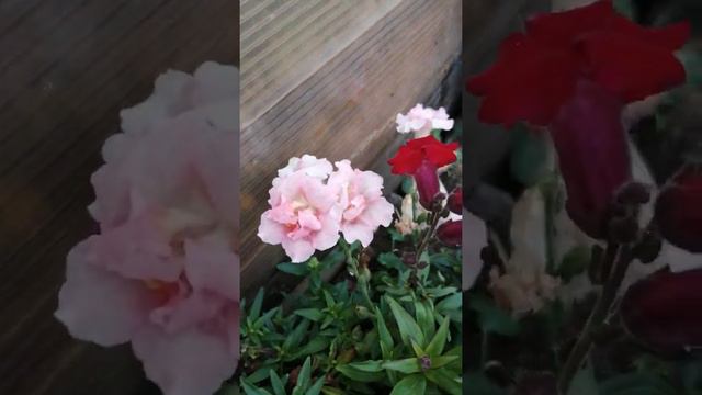 львиный зев с открытыми цветочками. смотреть онлайн