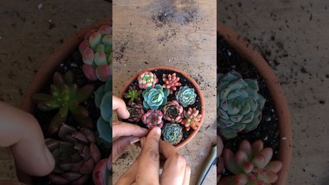 How to Arrange Small Succulents смотреть онлайн
