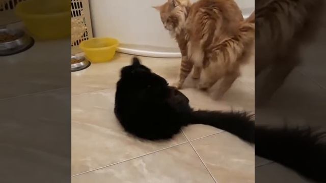 Cat Mating Вязка кота мейн куна