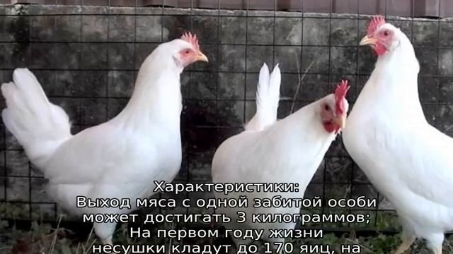 Минорка (порода кур)