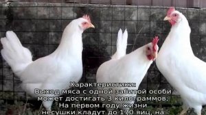 Минорка (порода кур)