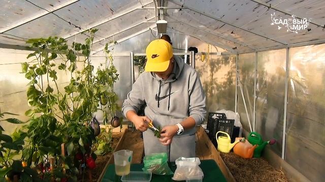 БАЛЬЗАМИНЫ! Все секреты выращивания и ухода