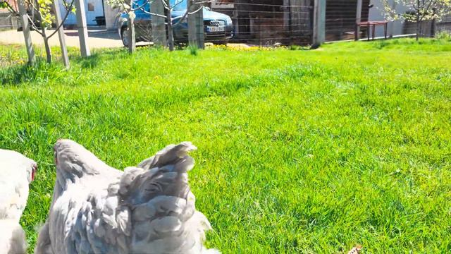 Lavender Orpington chickens - Lavanda Orpington kokoške смотреть онлайн