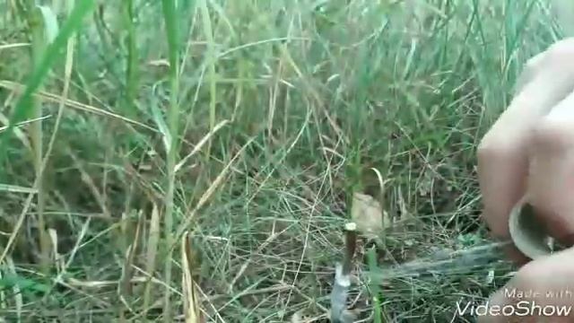 Tree grafting in autumn / apple / Прививка дерева осенью смотреть онлайн