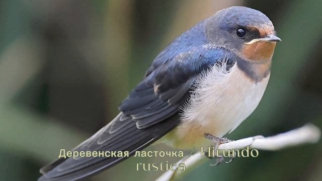 Птицы вокруг нас/ Beautiful birds. Немного лета в феврале смотреть онлайн